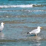 Holm Ostsee Apartament *