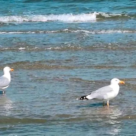 Holm Ostsee Apartman *